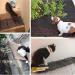 10 PCS Scat Mat for Cats Indoor Cat Scat Mat with Spikes Sprickle Digging Deterrent for Dogs Outdoor for Garden and Fence Cat Deterrent with 7 Staples 15.5" x 12" - Buy Online on GoSupps.com