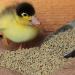 Buy HDmirrorR Duck & Goose Chick Grain 2.5kg | Premium Duck & Goose Feed | Starter for Chicks & Goslings - International Shipping Available - Buy Online on GoSupps.com