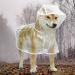 Xfyyzy Dog Raincoat - Waterproof Clear Pet Raincoat for Outdoor Walking - Breathable Lightweight Dog Poncho - Medium - Buy Online on GoSupps.com