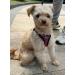 LOOK ANDES CARE CARRAME - Adjustable Reflective Cat Harness with Leash and Breakable Dishes for Cats & Puppies (30-35cm Chest) - Red - Buy Online on GoSupps.com