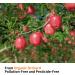 Natural Apple Sticks Treats for Small Animals - Chew Toys for Chinchilla, Guinea Pigs, Hamsters - 10.5 oz Pack - Buy Online on GoSupps.com
