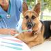 3 Pcs Cat Toothbrush Dog Toothbrush 360 Degree Small Dog Toothbrush Soft Bristles Head Puppy Toothbrush Dog Tooth Brush for Puppy Small Dog Cat Pet Teeth Cleaning (Multicolour) - Buy Online on GoSupps.com