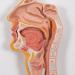Human Digestive System Model - 3 Part Anatomical Display | Educational Tool for Anatomy Lessons - Buy Online on GoSupps.com