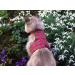 Mynwood Cat Jacket/Harness Royal Stewart Tartan Adult Cat - Buy Online on GoSupps.com