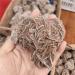 Room Decoration Natural Crystal Rough Specimen 1pcs Natural Desert Rose Selenitera Crystal Stone Specimen Rough Sample Cluster fengshui DecorStone (Size : 200-230g) - Buy Online on GoSupps.com