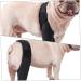 BELLIFFY Dog Injured Knee Dog Care Cat Leg Splint Leg Brace Cat Canine Carpal Hind Leg Pet XL As Shown - Buy Online on GoSupps.com