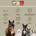 Emma Mineral Feed for Horses - High-Dose Vitamin B Complex Biotin Zinc Selenium Magnesium & Vitamin D - 5kg - Buy Online on GoSupps.com