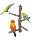 Mogoko Natural Wood Bird Perch Stand, Hanging Multi Branch Perch for Parrots, Parakeets Cockatiels, Conures, Macaws, Love Birds, Finches Style 1