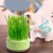 Firulab Cat Grass Growing Kit Cat Grass Bowl Planter Tray Catnip and Bowl Cat Grass Kit with Seeds DIY Soil Free Kitten Grass Growing Kit for Cat Snacks Green - Buy Online on GoSupps.com