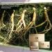 CK Balance Power - 100% Korean Ginseng Extract with Compound K for Immune Support - 5 Vials - Buy Online on GoSupps.com