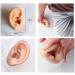 Akatsukiqi Soft Silicone Ear Model for Hearing Aids - Realistic 1:1 Human Ear Simulation Display - Ideal Teaching & Jewelry Display Tool (Clear Left 1PC) - Buy Online on GoSupps.com