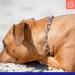 Buy Sprenger Stainless Steel Dog Hall Chain with Sprinkler Hook - Adjustable 50cm - Durable 3mm Silver Necklace for Dogs - Buy Online on GoSupps.com