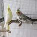 2 Pack Natural Prickly Ash Wood Bird Ladder & Perch Stand - Cage Accessories for Parakeet, Cockatiel, Rats, Hamsters - Climbing, Chewing Toys - Buy Online on GoSupps.com