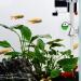 WEAVERBIRD CO2 Drop Glass Checker Aquarium Fish Tank Carbon Dioxide PH Checker Tester Monitor Cylinder Concentration Detector - Buy Online on GoSupps.com