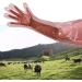 50PCS Veterinary Artificial Insemination Gloves Long Rectal Breeder Sleeve Disposable Gloves 34 Inch Field Dressing Pink - Buy Online on GoSupps.com