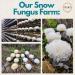 Organic Snow Fungus Dual Extract - 100% Fruiting Bodies - 125g - With Hemp Bag - Add to Water/Tea/Coffee/Smoothies - Buy Online on GoSupps.com