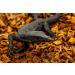 Repick Premium Coconut Substrate - 72L Bio-Reptile Bedding for Ball Pythons & Amphibians - Buy Online on GoSupps.com
