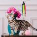 Molain Interactive Cat Toys - 12 Colorful Fabric Ribbons for Kitten Training & Interior Play | Premium Pet Accessories - Buy Online on GoSupps.com