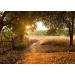 Lais Puzzle Sunset in the Cashew Nut Forest Cambodia Banlung Province 500 pieces - Buy Online on GoSupps.com