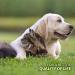 AniForte MultiVitamin MultiVETAL Powder 100g - Natural Vitamin Supplement for Dogs & Cats - Buy Online on GoSupps.com