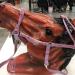 Adjustable Horse Halter | Heavy Duty Chin and Throat Snap Halter Horse - Comfortable Padded Nylon Horse Halter for Training Equestrian Grooming Lambo Purple - Buy Online on GoSupps.com