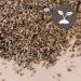 Terra Exotica Vermiculite 100 liters (coarse 0-6 mm)