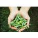Jeske Sports Supplies Mynatura Green organic peas vegetables green peas vegan food eating peas garden peas vegetable snack side dish in bag 3000 g - Buy Online on GoSupps.com