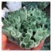 Natural Crystal Rough 300-400G Hot Weather Crystal Cluster Made from Chrysanthemum Green Mineral Processing