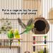 Hanging Coconut Bird House with Ladder - Natural Fiber Shell Nest for Birds - Swing Toys & Accessories for Parakeets, Finches & Canaries - Buy Online on GoSupps.com