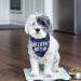 Dog Birthday Bandana - Plaid Cotton Triangle Scarf for Small Medium Dogs & Cats | Washable Birthday Party Supplies (Blue) - Buy Online on GoSupps.com