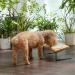 FUKUMARU Elevated Cat Ceramic Bowls - Small Dog 15 Tilted Food & Water Feeding Dishes with Solid Wood Stand - For Cats and Puppies - Buy Online on GoSupps.com