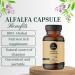 Naturevibe Botanicals Alfalfa Capsules - 180 Veg Capsules | 1000mg/Serving | Pure Herb Powder - Buy Online on GoSupps.com