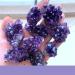 1/5/10PC 1PC/30-40g Raw Purple Natural Brazilian Amethyst Crystal Cluster Quartz Druzy Geode Rock Stones Specimen Ornament Home Decor ZJGIDTEM (Color : 10pcs) - Buy Online on GoSupps.com
