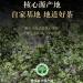 Pu-erh tea 2016 Yibang 357g Raw - Buy Online on GoSupps.com