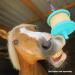 Likit Horse Treats Assorted 650g (box of 12) | Flavours include Apple Mint Carrot & Cherry | Likit for Horses - Buy Online on GoSupps.com