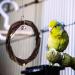 POPETPOP Bird Swing 2 Packs Parrot Swing Wooden Bird Swing Toy with Bell Hanging Swing Ring for Budgie Parakeet Cockatiel - Buy Online on GoSupps.com
