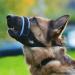 Gentle Muzzle Guard for Dogs - Prevents Biting and Unwanted Chewing Safely New Secure Comfort Fit - Soft Neoprene Padding No More Chafing Included Training Guide Helps Build Bonds with Pet (L Blue) Blue L (Pack of 1) - Buy Online on GoSupps.com