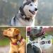 Tagme 2 Pack Personalized Dog Tags for Small & Medium Breeds - Custom Engraving Black | Durable & Stylish - Buy Online on GoSupps.com