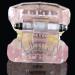 Buy Dental Teeth Model Demo | Transparent Implant & Orthodontic Retainer | International Shipping - Buy Online on GoSupps.com