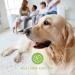 Nutrani Dog Shampoo with Argan Oil & Aloe Vera - Nourishing pH-Neutral Formula for Sensitive Skin & Shiny Fur - 500ml - Buy Online on GoSupps.com