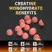 Nutravita NSF Certified Creatine Gummy - Creatine Monohydrate Gummies for Men & Women-5g of Creatine Monohydrate per Serving - Sugar Free Vegan Strawberry Flavor 120 Count Strawberry 120 Count (Pack of 1) - Buy Online on GoSupps.com