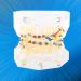 Orthodontic Model PVC Resin for Malocclusion Treatment - Adult & Child Dental Education Model with Wire Chain - Buy Online on GoSupps.com