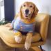 Dog Rehabilitation Suit | Soft Long-Sleeved Neuter Shirt for Large & Medium Dogs | Conical Alternatives for Post-Operation Care (2XL Shark) - Buy Online on GoSupps.com