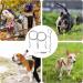 Dog Stake and Tie Out Cable Heavy Duty Stainless Steel Spiral Ground Spike Stake 2 PCS Outdoor Dog Camping Tie Out Lead Leash with & Whistle for Dog Playing Camping and Backyard in Ground - Buy Online on GoSupps.com