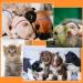 tonyg-p 12pcs Puppy ID Collars Whelping Collars Adjustable Puppy ID Bands Identification Puppy Collar for Dog Kitten Newborn Pet Multi Coloured (S 12-20CM) - Buy Online on GoSupps.com