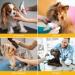 BONTHEE Soft Dog Cone Alternative After Surgery Dog Cone Collar for Small Dogs Adjustable Dog Recovery Collars for Pet Lightweight E-Collars for Dogs Elizabethan Collar for Dogs Stop Licking(XL) S Yellow - Buy Online on GoSupps.com