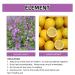 Kudzu Flower Soap 3PCS - Natural Organic Anti-Cellulite Bath Soap for All Skin Types - Buy Online on GoSupps.com