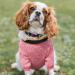 Wisebom 4PCs Winter Dog Sweaters - Classic Knitting Soft & Warm for Small/Medium Dogs (XS-XL) - Cozy Pet Apparel for Cold Weather - Buy Online on GoSupps.com