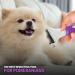 Poodle Pet Dematting Comb - Handheld Undercoat Rake for Dogs with Long/Short Hair - Buy Online on GoSupps.com