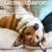 Vet's Best Hot Spot Relief Spray - 250ml | Soothes Dry Skin, Itching & Hot Spots | No-Sting & Alcohol-Free - Buy Online on GoSupps.com